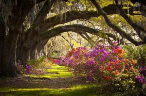 Live Oak Tree